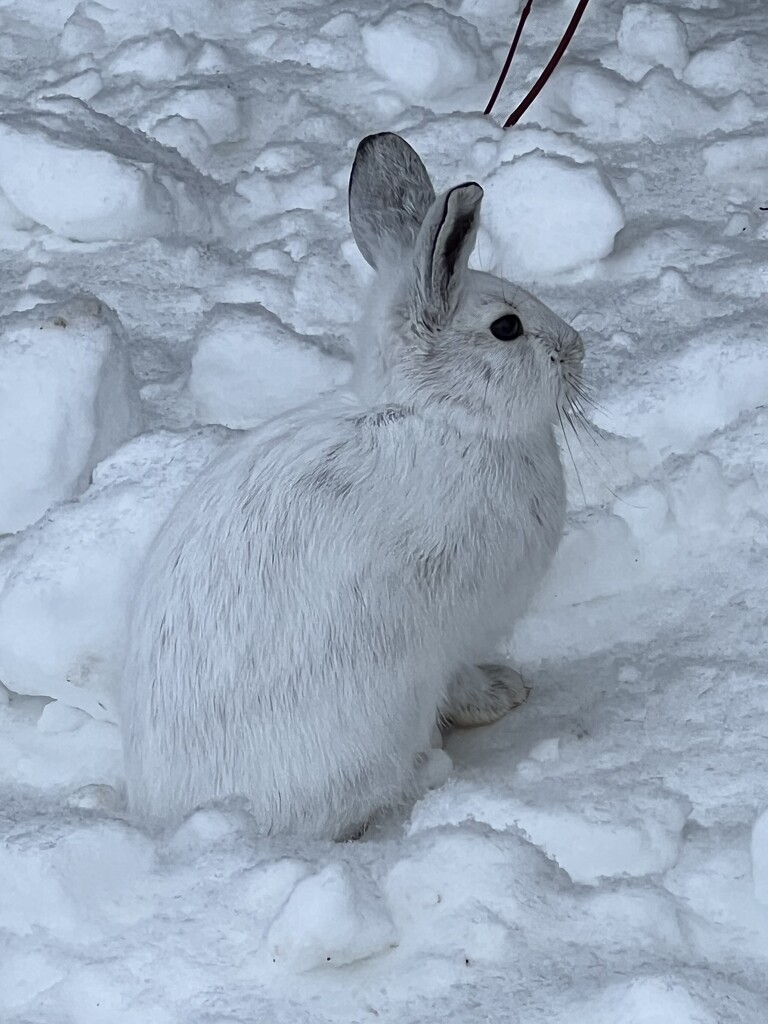 Snowshoe hare by radiogirl