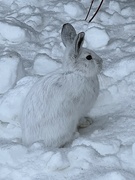 26th Jan 2023 - Snowshoe hare