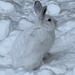 Snowshoe hare by radiogirl