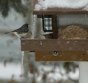 27th Jan 2023 - Junco in the cold