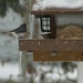 Junco in the cold by mltrotter