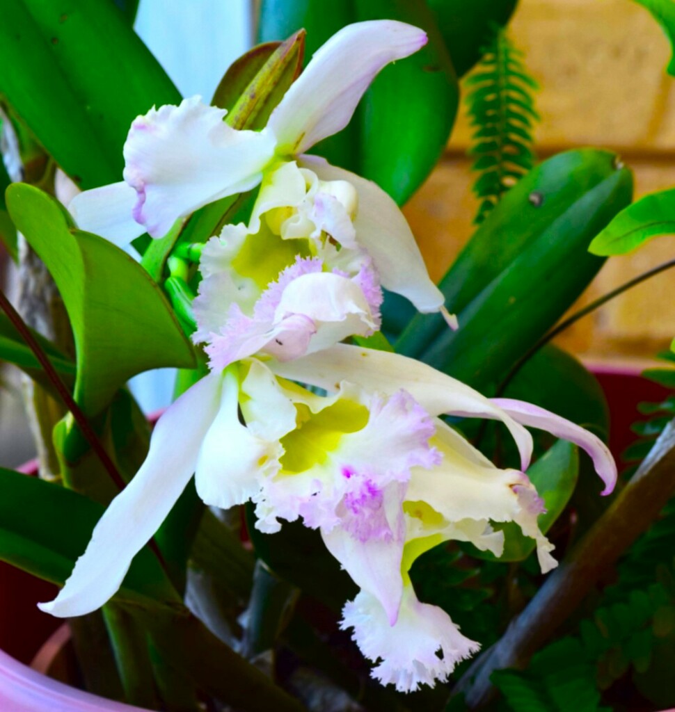   My Cattleya Orchid ~  by happysnaps