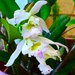   My Cattleya Orchid ~ 