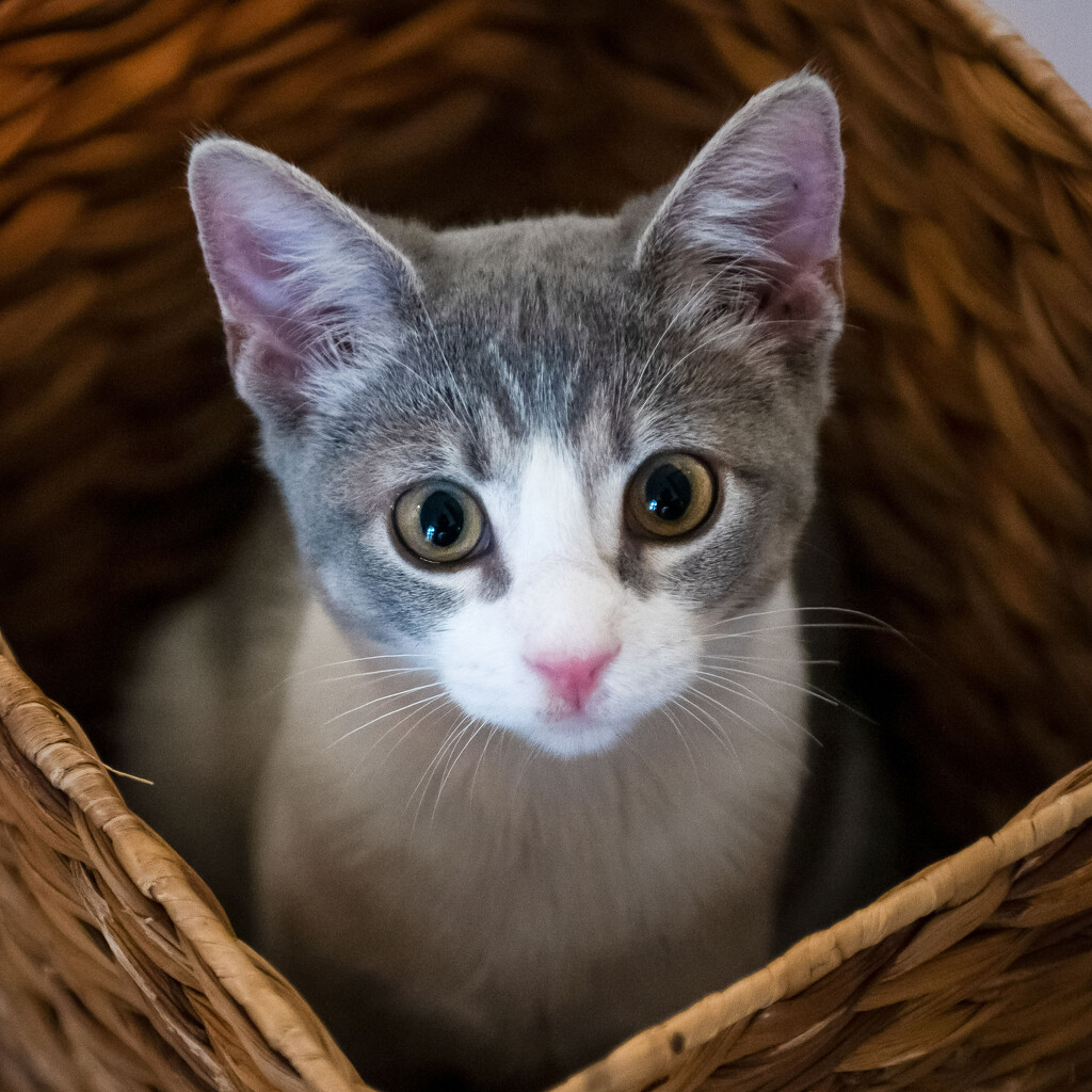 Say hello to our grand-kitten, Miso by photographycrazy