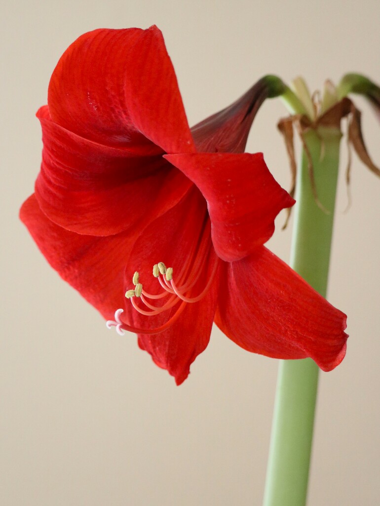 February 27: Red Lion Amaryllis by daisymiller