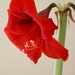 February 27: Red Lion Amaryllis by daisymiller