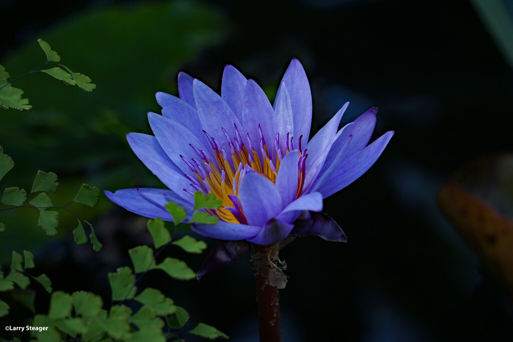 Water lily by larrysphotos