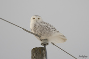 26th Jan 2023 - Snowy Owl