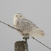 Snowy Owl by fayefaye