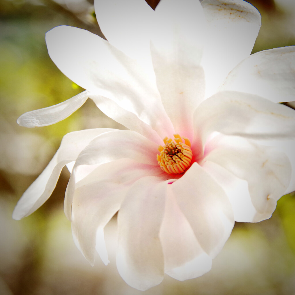 Star magnolia  by eudora