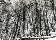 27th Jan 2023 - Winter Tree Reflections