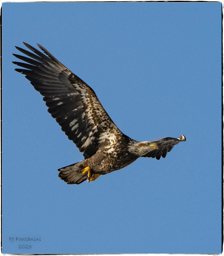 Another Juvenile Bald Eagle by bluemoon