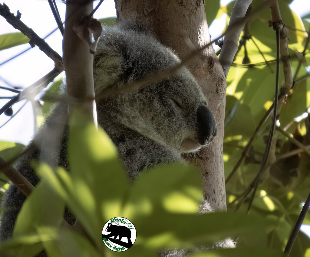 a cool spot by koalagardens