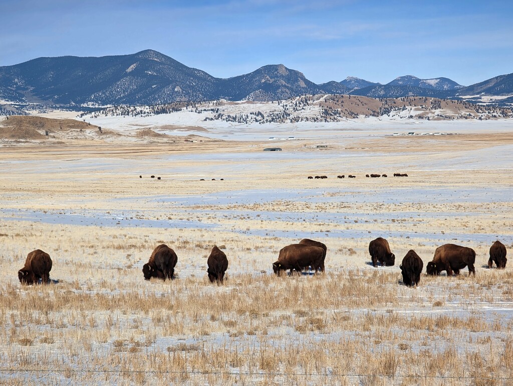 Buffalo Herd by harbie