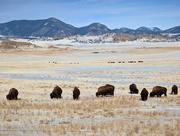 27th Jan 2023 - Buffalo Herd