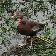 23rd Jan 2022 - Black-bellied Whistling Ducks - Florida