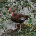 Black-bellied Whistling Ducks - Florida by annepann