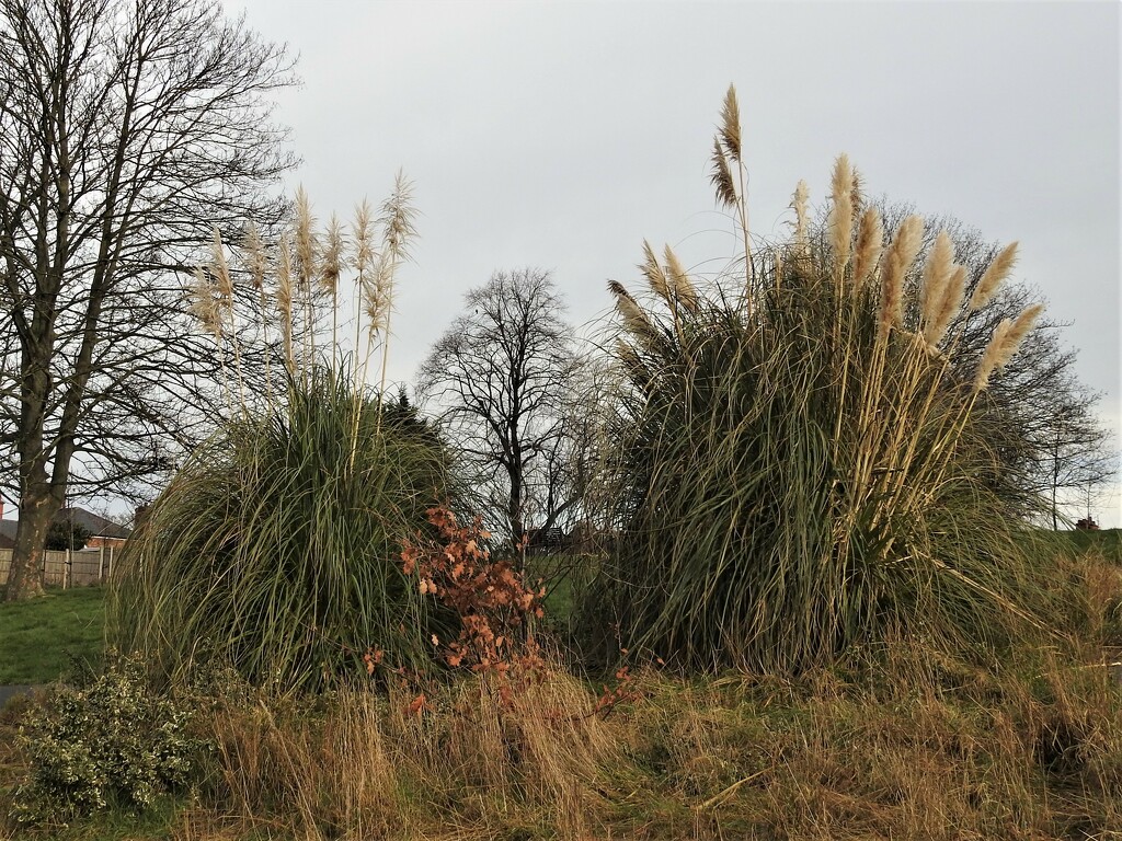 Trees and Pampas Grass by oldjosh