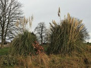 22nd Jan 2023 - Trees and Pampas Grass