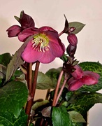 27th Jan 2023 - Red Helleborus Flowers