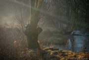 28th Jan 2023 - Tree trunk, mist and sunlight