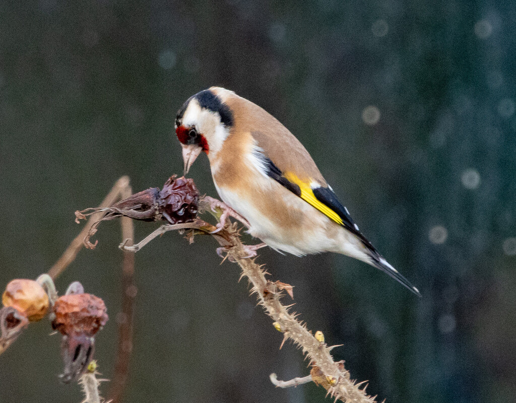 Goldfinch by lifeat60degrees