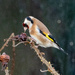 Goldfinch by lifeat60degrees