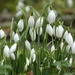 Snowdrops by fishers