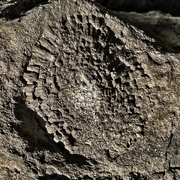 28th Jan 2023 - Fossil