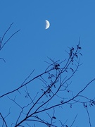 27th Jan 2023 - Branching Out Towards The Moon