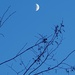 Branching Out Towards The Moon