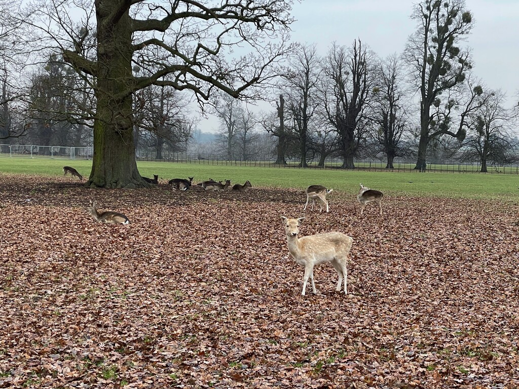 Burghley Park Stamford Lincolnshire - Deer by brocky59