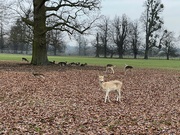 28th Jan 2023 - Burghley Park Stamford Lincolnshire - Deer