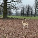 Burghley Park Stamford Lincolnshire - Deer