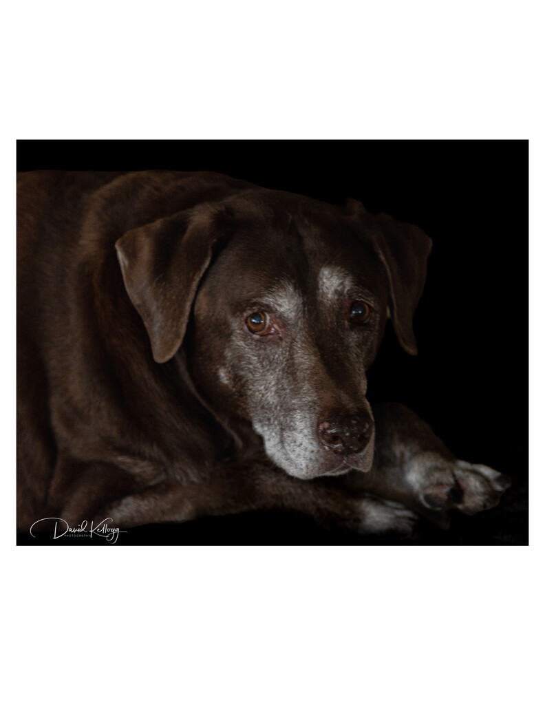 Maggie by dkellogg