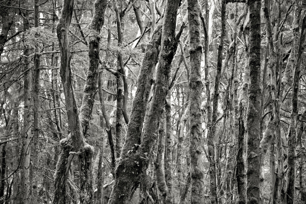 Mossy, Twisty Trees by epcello