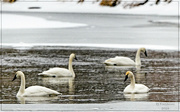 28th Jan 2023 - 4 Swans A Swimming