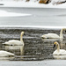 4 Swans A Swimming by bluemoon