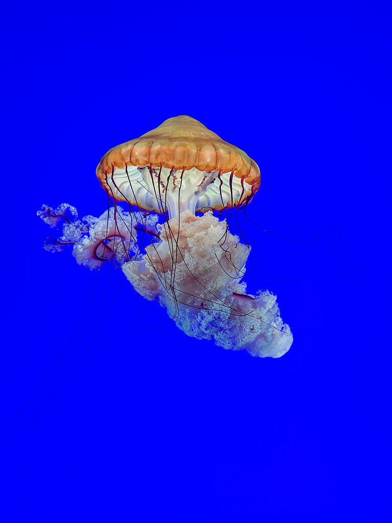 The Carnivorous Jellyfish by pdulis