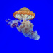 The Carnivorous Jellyfish