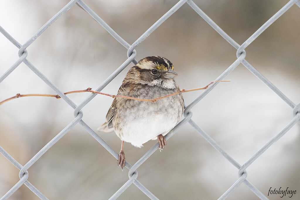 Sparrow in the fence by fayefaye