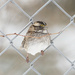 Sparrow in the fence