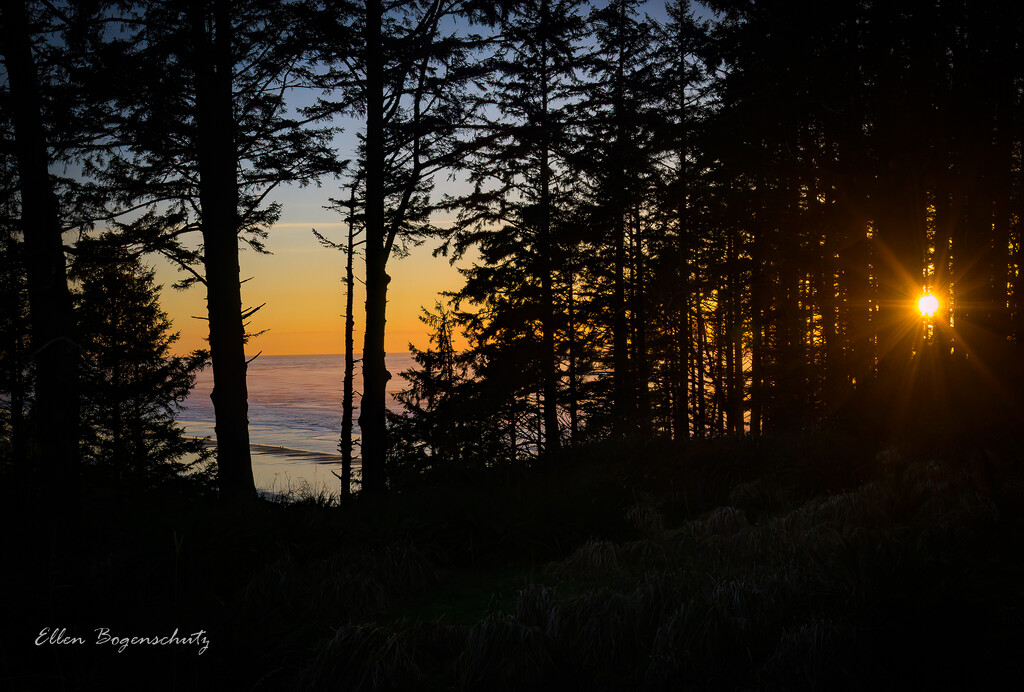 Sunset through the trees by theredcamera