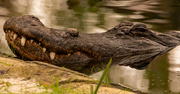 28th Jan 2023 - One More Shot from the St Augustine Alligator Farm!