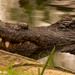 One More Shot from the St Augustine Alligator Farm!