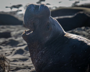 28th Jan 2023 - Elephant Seal Bull
