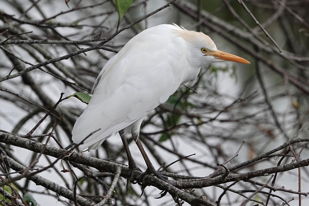 Cattle Egret - Florida by annepann
