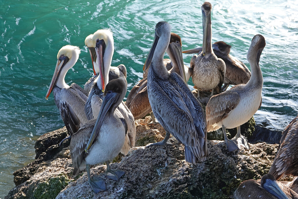 Brown Pelicans - Florida by annepann