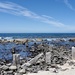 Flinders Bay  Jetty Ruins P1265497