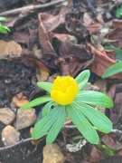28th Jan 2023 - Here come the Spring Yellows 2